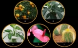 庭院景觀中的“風(fēng)水學(xué)”，你家院子風(fēng)水好嗎？