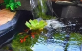 庭院 · 魚池 世人都想要的生活
