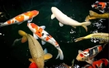 魚池、魚缸設計你需要知道的。