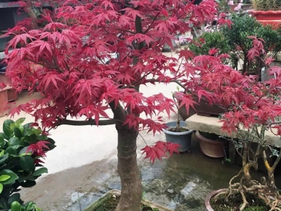 雞爪槭