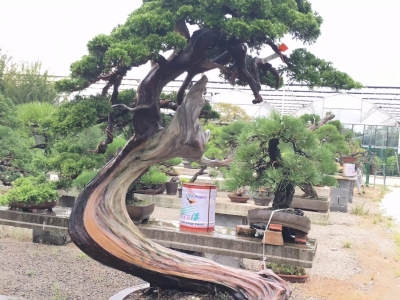 盆景