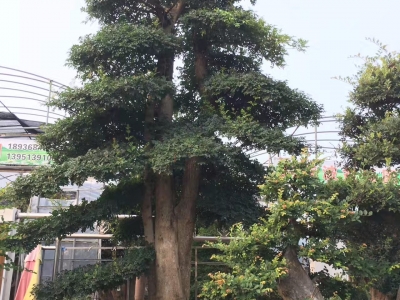 樹(shù)景