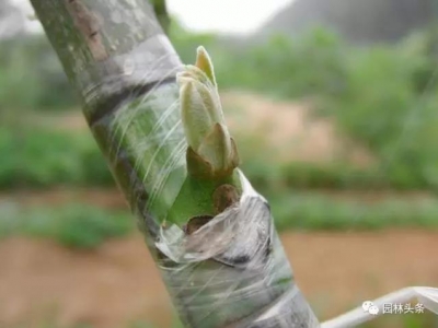 秋季芽接，再不開始就晚啦！