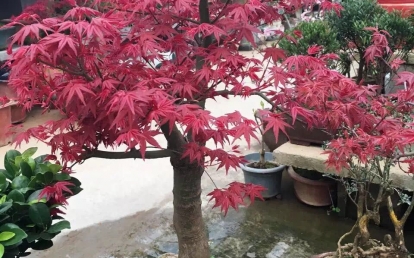 雞爪槭