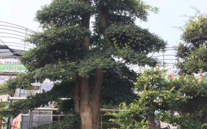 樹景