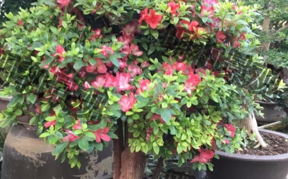 花卉