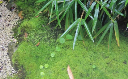 高溫天氣，苗木防護4步走