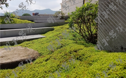 屋頂花園